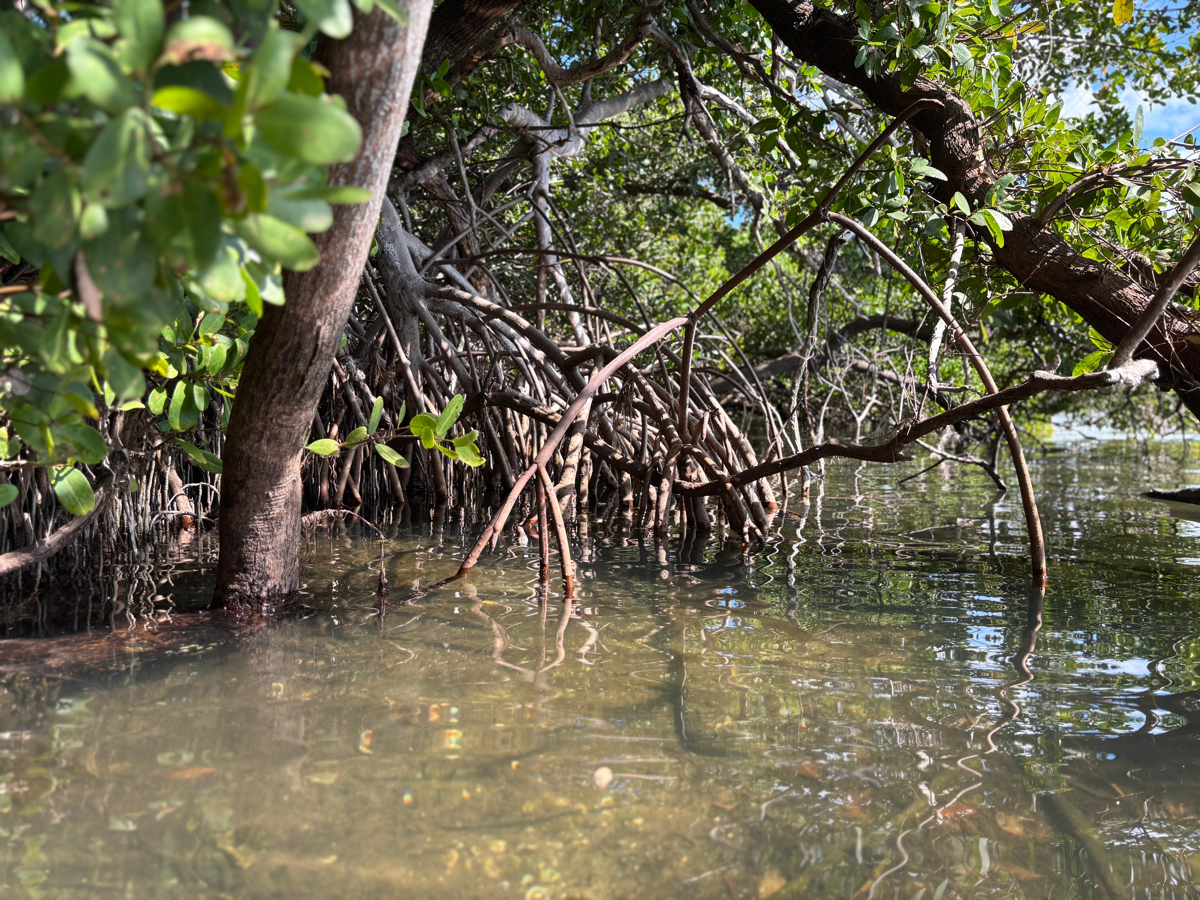Top 5 Facts, Why Mangroves matter