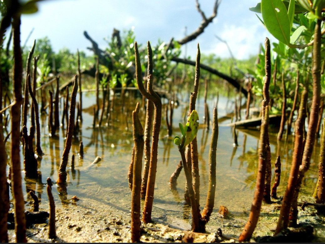 Black mangroves growing in their natural habitat near the water but not in it.