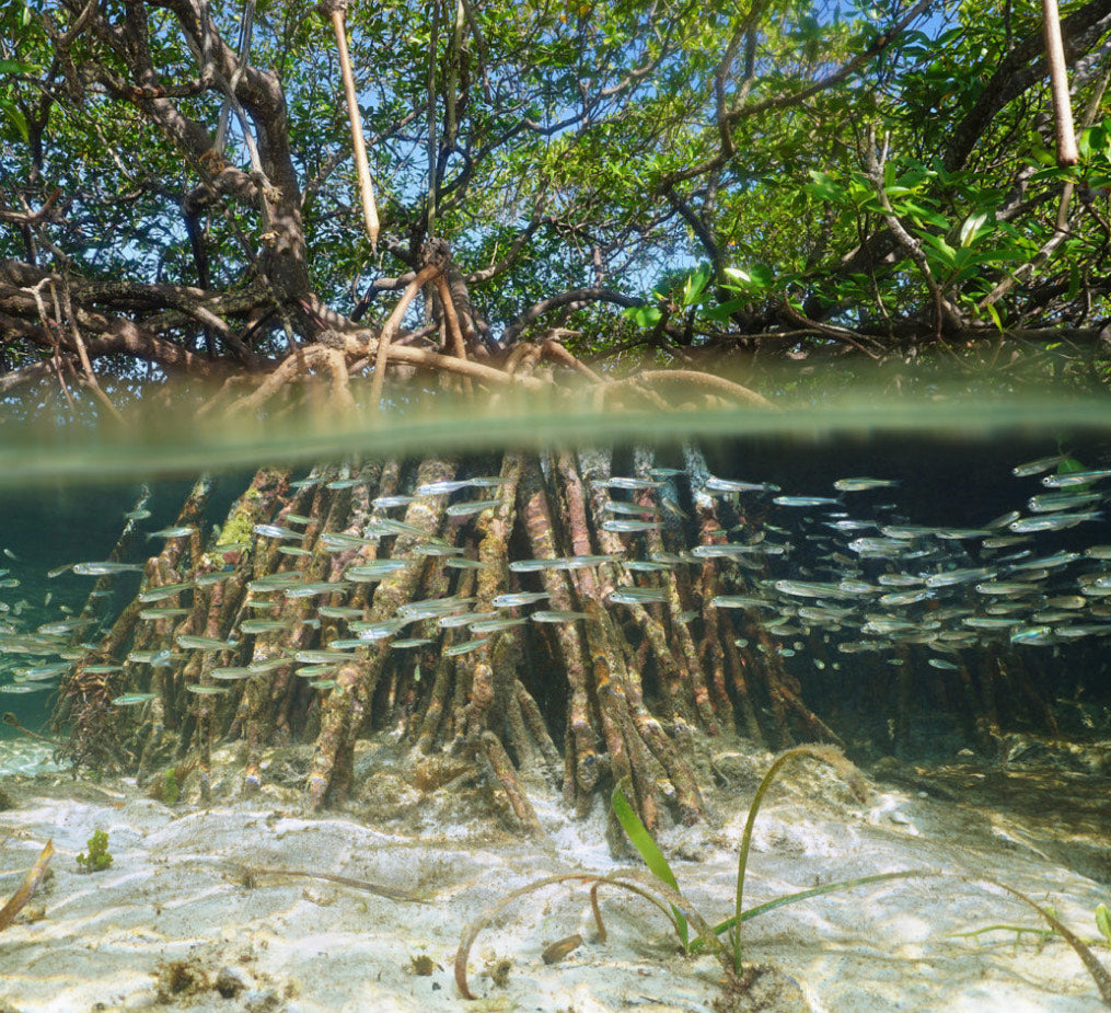 The Gnarly Mangrove Roots in water and  fish swimming through them underwater.  