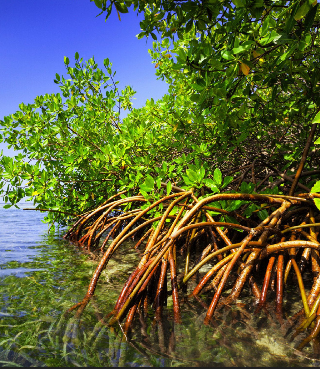 Red mangrove roots emerging from the water with bright green leaves above on the Florida coast.