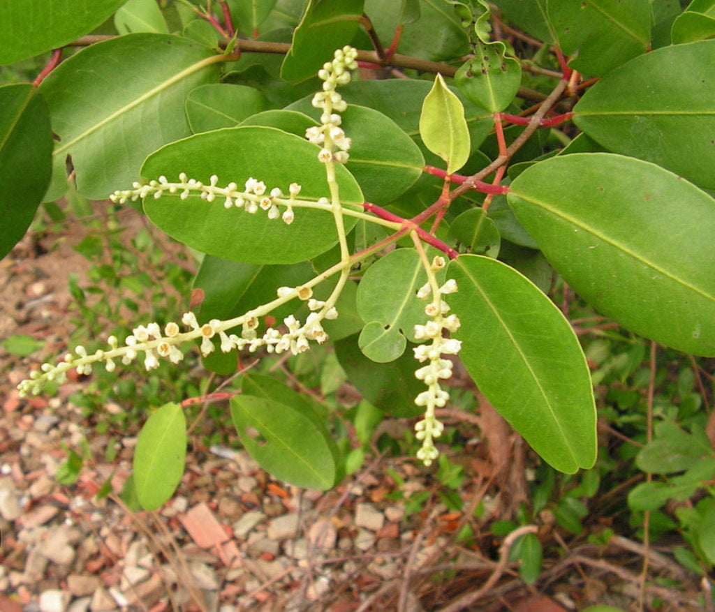 White mangrove flowers growing showcasing how white mangroves can thrive a little farther inland.